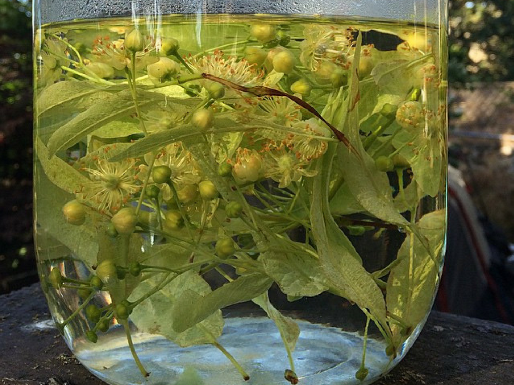 Herbal Summertime Sun Tea